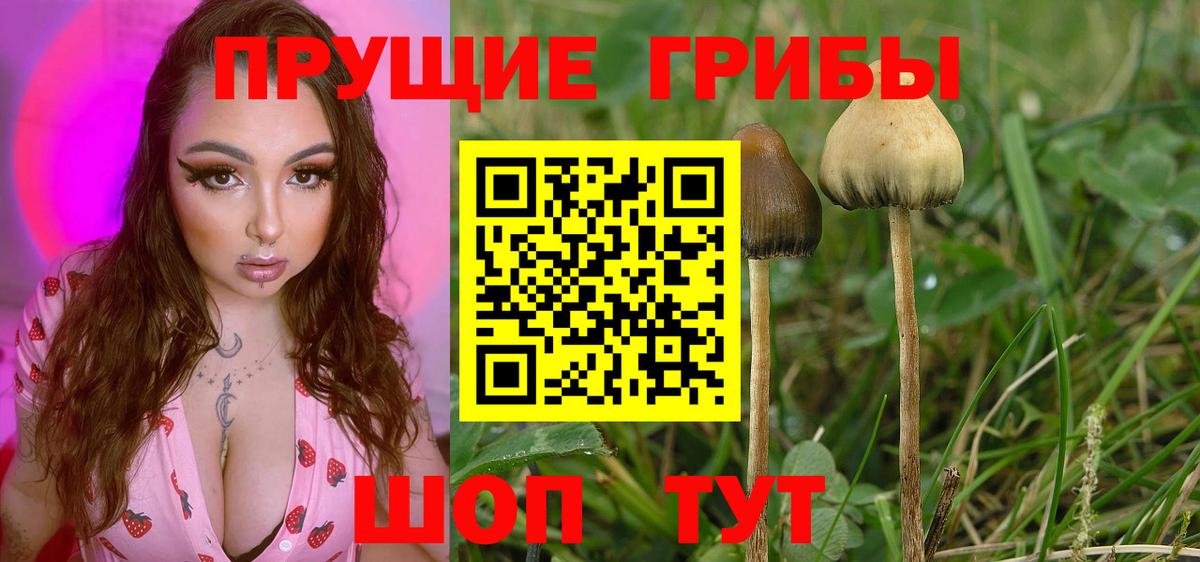 Галлюциногенные грибы Psilocybe  Вход с VPN  наркотики  Кандалакша  Галлюциногенные грибы мицелий 
